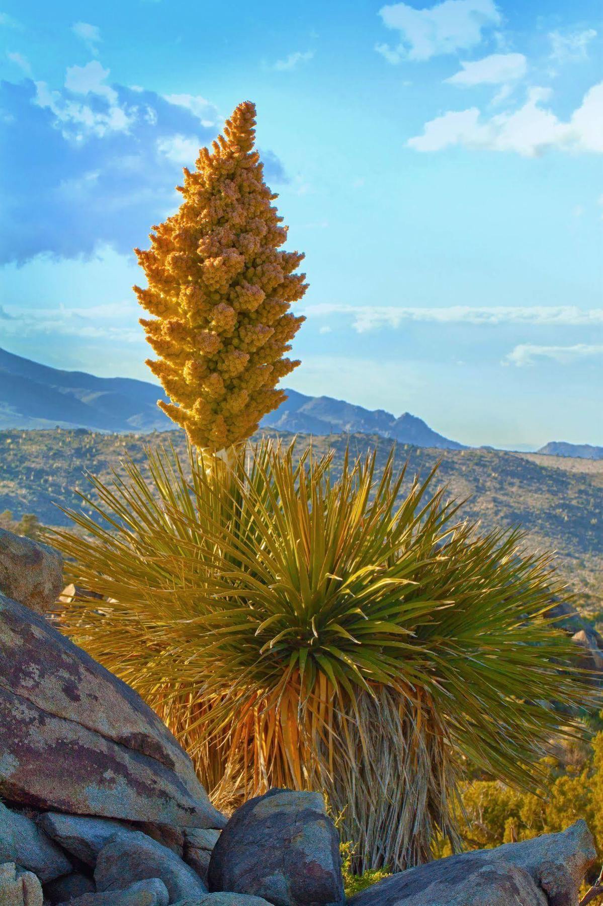 Hyatt Vacation Club At Desert Oasis Cathedral City Buitenkant foto